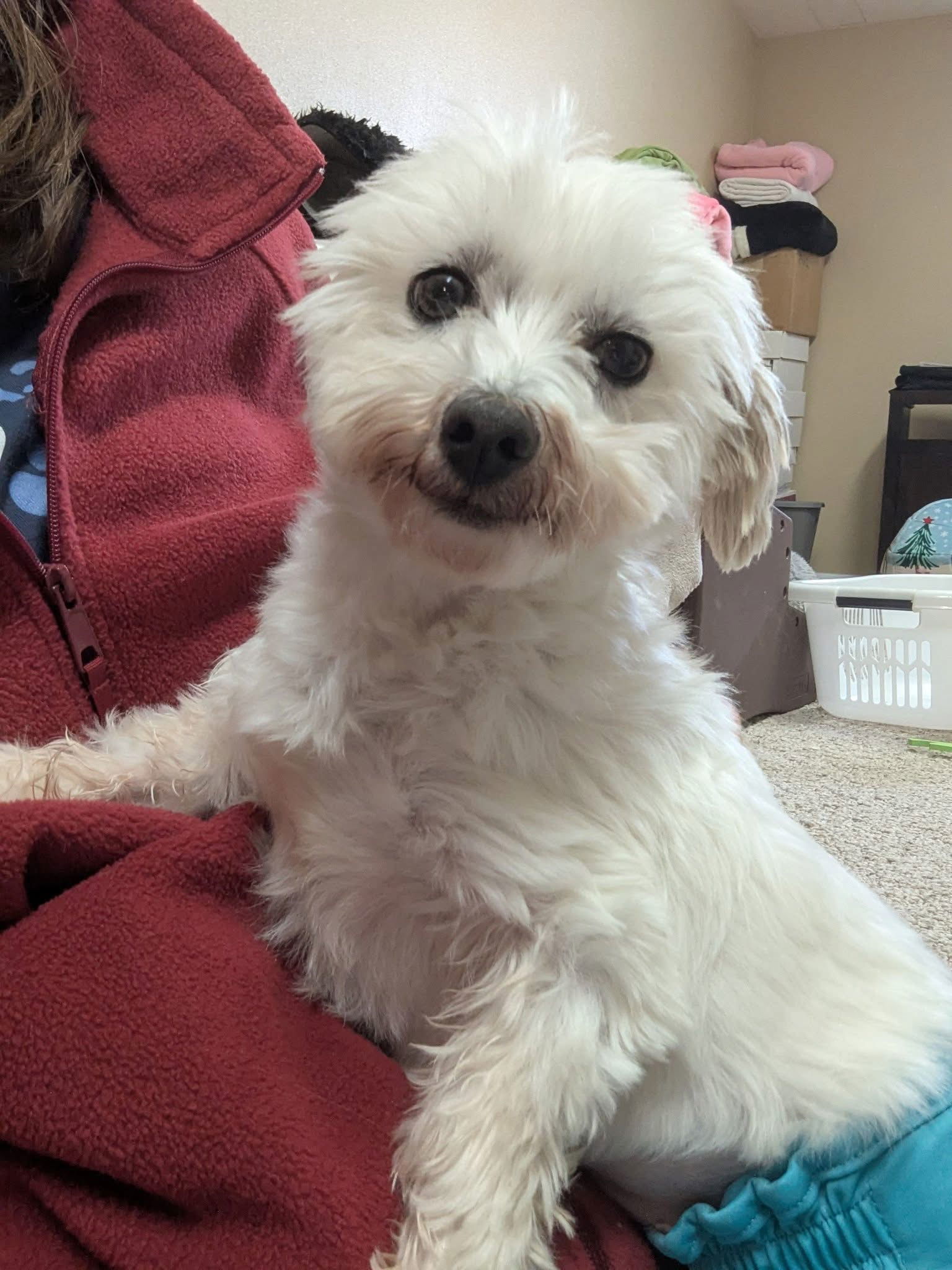Macy, an adoptable Maltese in Brandon, SD, 57005 | Photo Image 3