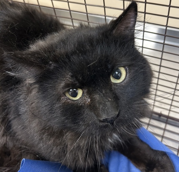 Robert, an adoptable Domestic Medium Hair in Spokane Valley, WA, 99212 | Photo Image 1