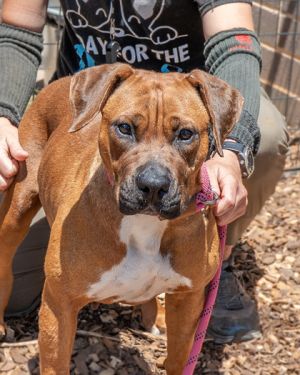 With her soft caramel coat soulful eyes and those adorably floppy ears Booths is easy to fall fo