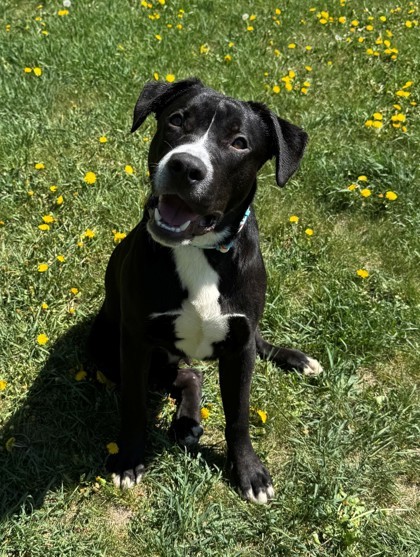 Lucky, an adoptable Labrador Retriever, Pit Bull Terrier in Willmar, MN, 56201 | Photo Image 1