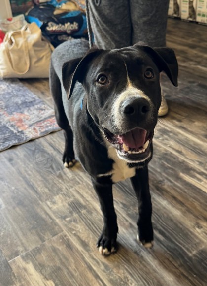 Lucky, an adoptable Labrador Retriever, Pit Bull Terrier in Willmar, MN, 56201 | Photo Image 2