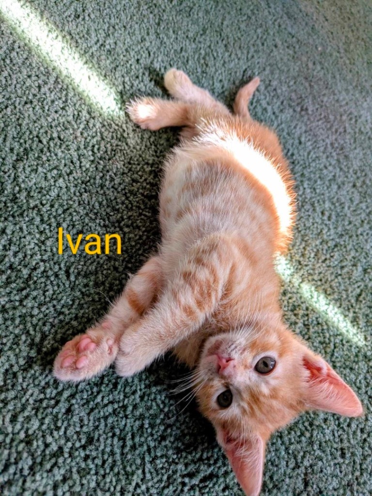Ivan