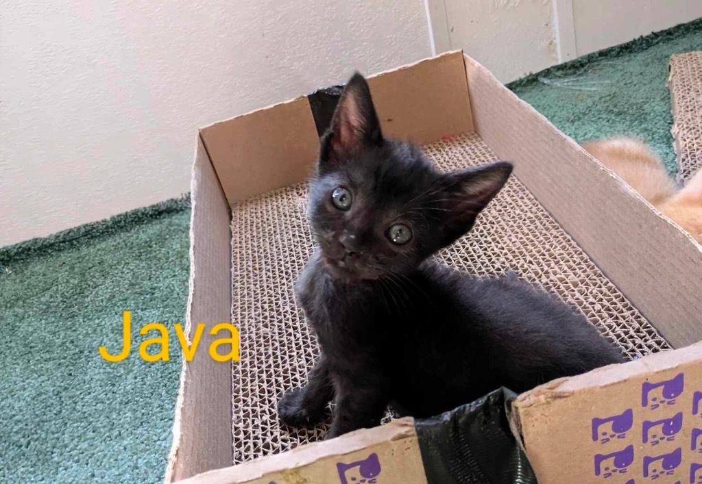 Java