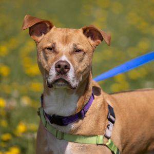 Drax, Adult Male Mixed Breed