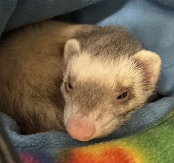 Sammy