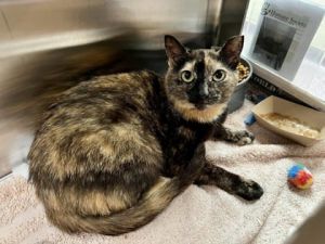 Lena, Adult Female Domestic Short Hair