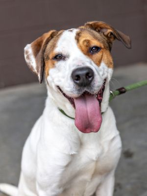 Lively Lizella just wants to be where the action is Shes wiggly playful fun and friendly She lo