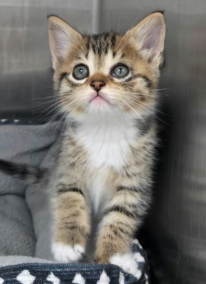 Muffin, Baby Female Domestic Short Hair