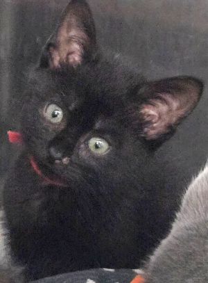 Delta, Baby Male Domestic Short Hair