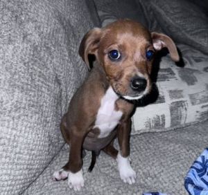 Roscoe, Baby Male Mixed Breed