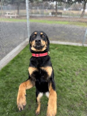 Primary Color Black Secondary Color Brown Weight 56lbs Animal has been Neutered