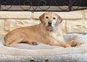 Maddy, Adult Female unknown