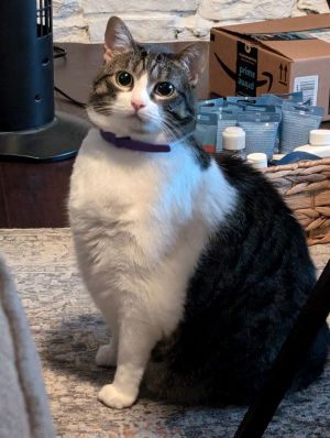 Luna XXV (New Digs), Adult Female Tabby