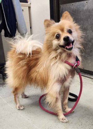 Animal Profile Murphy is an estimated 4 year old 10 lb male Pomeranian who joined us from Stockton