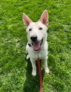 Animal Profile Boone is a 6 month old male LabCattle dog X guessing puppy who will be joining 