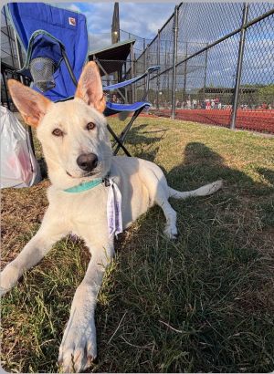 Animal Profile Boone is a 6 month old male LabCattle dog X guessing puppy who will be joining 