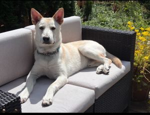 Animal Profile Boone is a 6 month old male LabCattle dog X guessing puppy who will be joining 