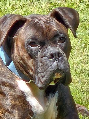 Duke 3 YO 72 Pounds Crate  Leash Trained Kid  Dog Friendly Fostered in Vancouver WA Hi Im Duke