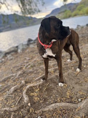 NRiley 5 YO 42 Pounds Kid  Dog Friendly Crate  Leash Trained Needs another dog in the home Fostere