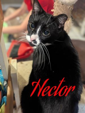 Hector, Adult Male Domestic Short Hair