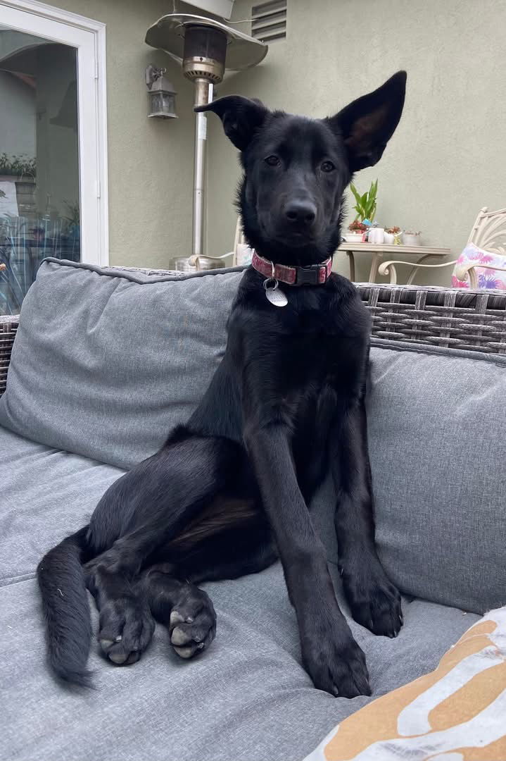 Dori's Puppy June