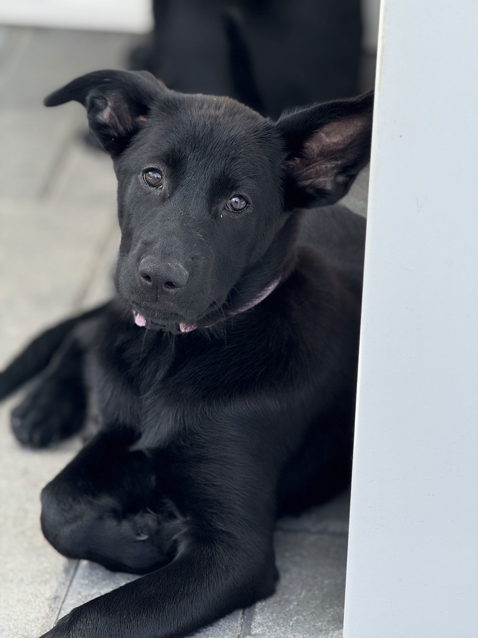 Dori's Puppy June
