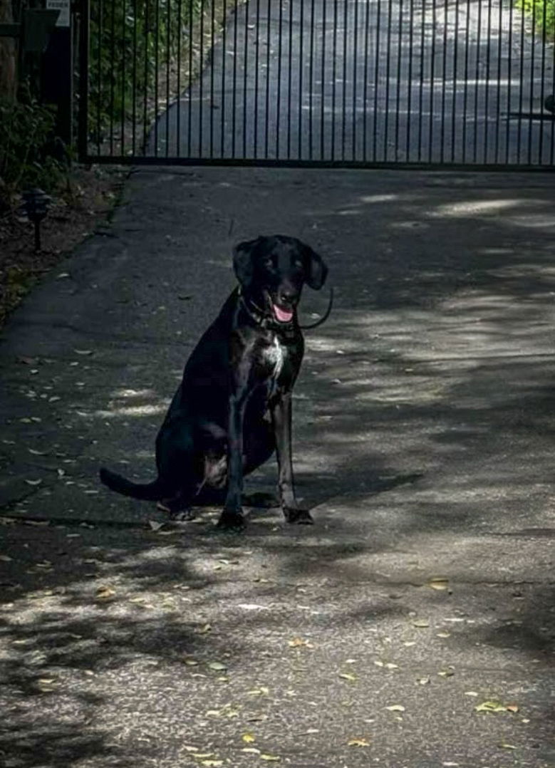 Oreo