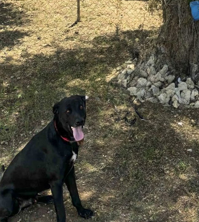 Oreo