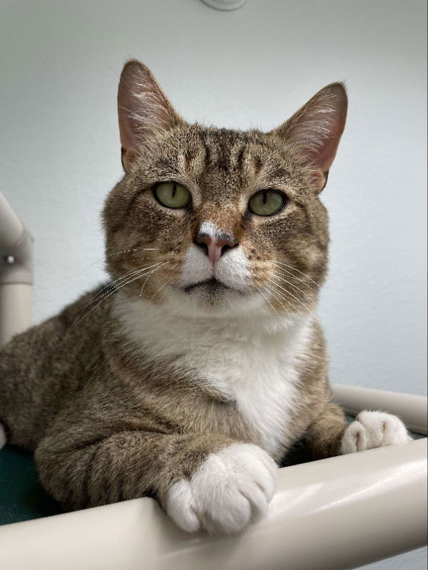Otis