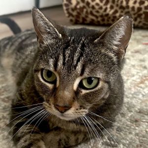 Logan (Courtesy Post), Adult Male Domestic Short Hair