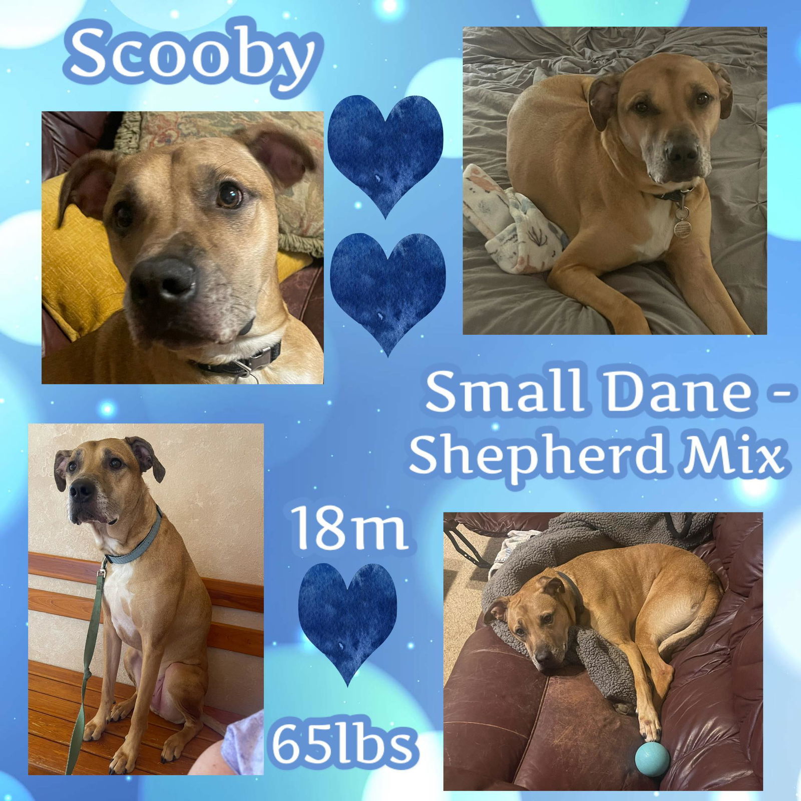 Scooby