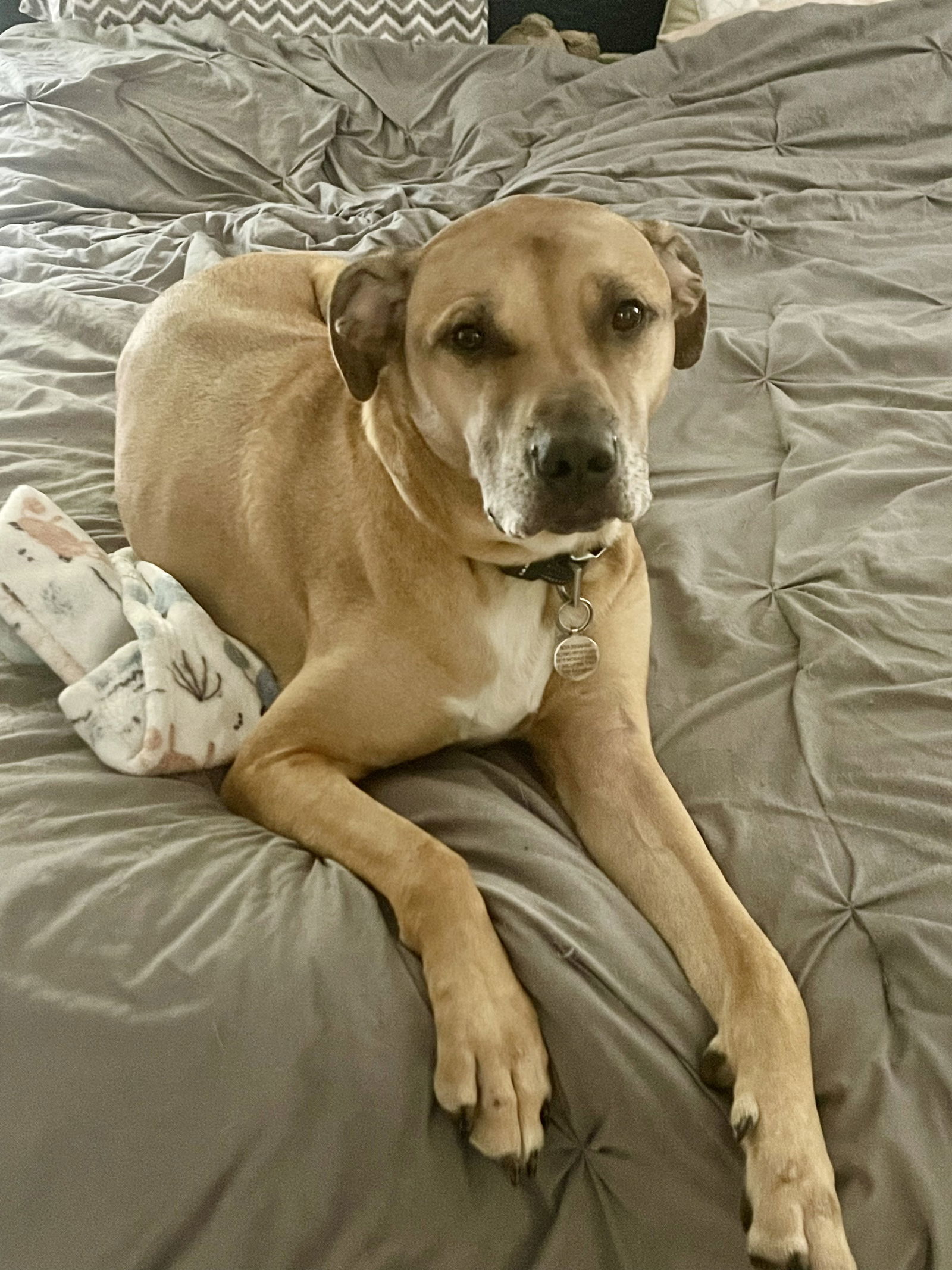 Scooby