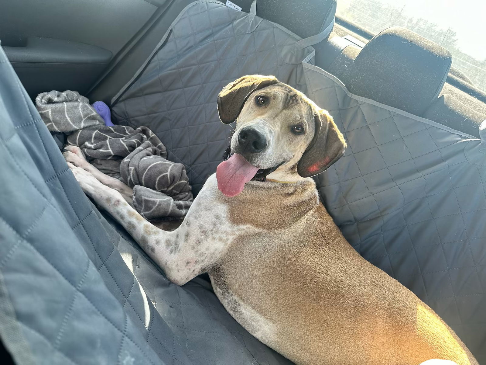 Clementine, an adoptable Great Dane, Otterhound in Dallas, TX, 75248 | Photo Image 1