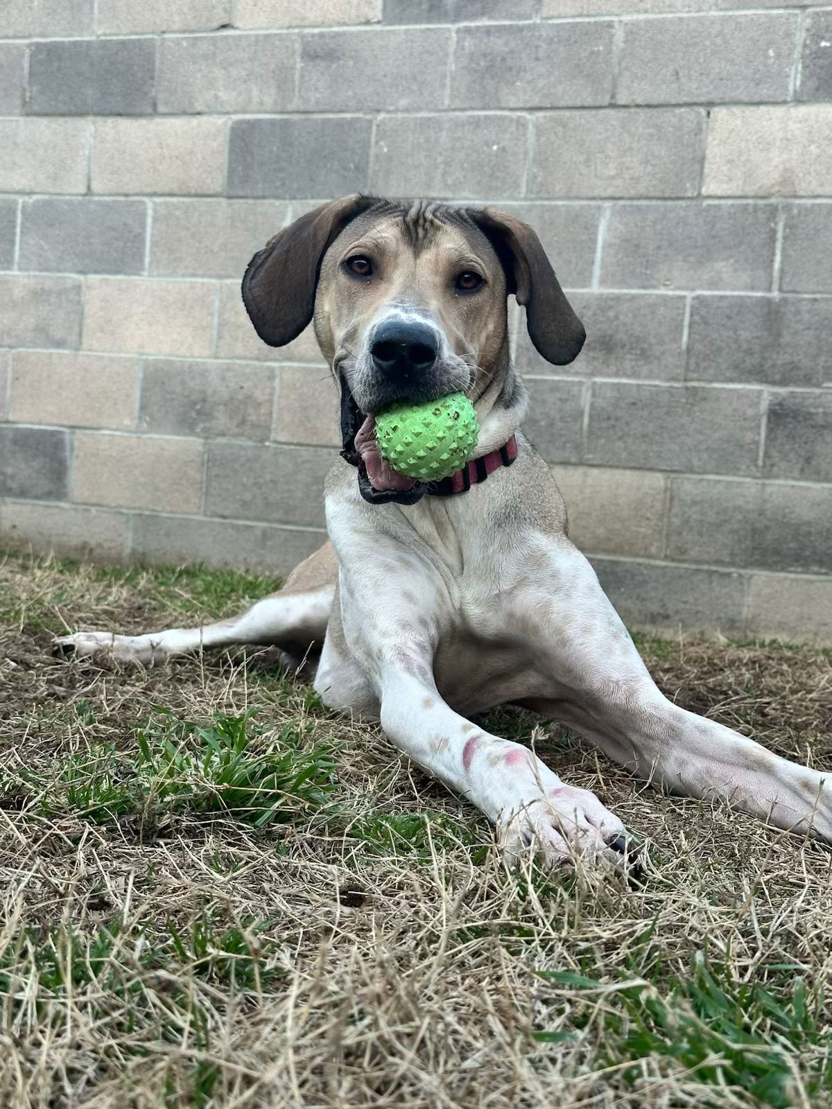 Clementine, an adoptable Great Dane, Otterhound in Dallas, TX, 75248 | Photo Image 2