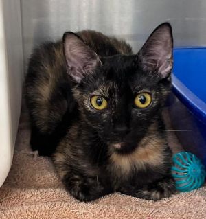 Comma, Adult Female Domestic Short Hair