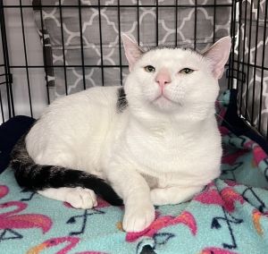 Pie, Young Male Tabby