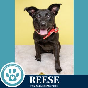 Reese (Cocoa Crew) 051025, Baby Female Labrador Retriever