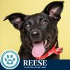 Reese (Cocoa Crew) 051025 photo 2