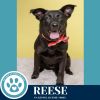 Reese (Cocoa Crew) 051025 photo 3