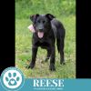 Reese (Cocoa Crew) 051025 photo 4