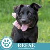 Reese (Cocoa Crew) 051025 photo 5