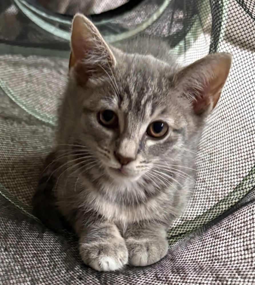 Lorelai