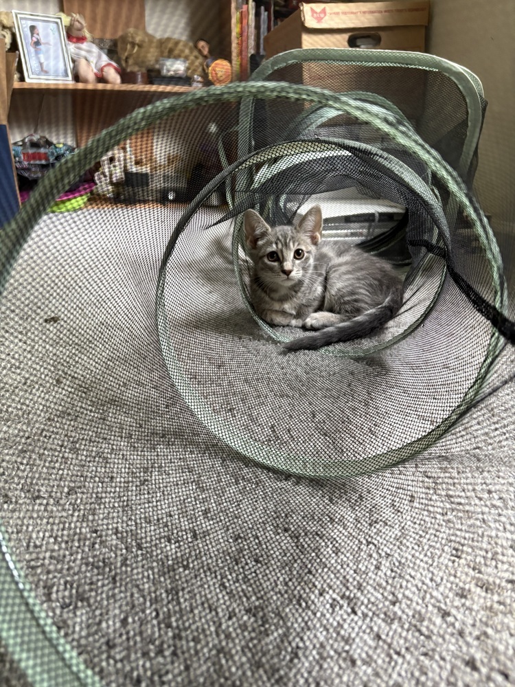 Lorelai