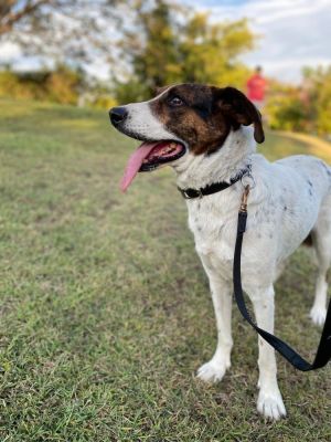 Dog Name Ben Age 3 years old Gender male Weight 27 kgs  595 lbs Breed Beagle mix SpayedNeute