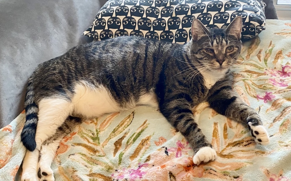 Bilbo