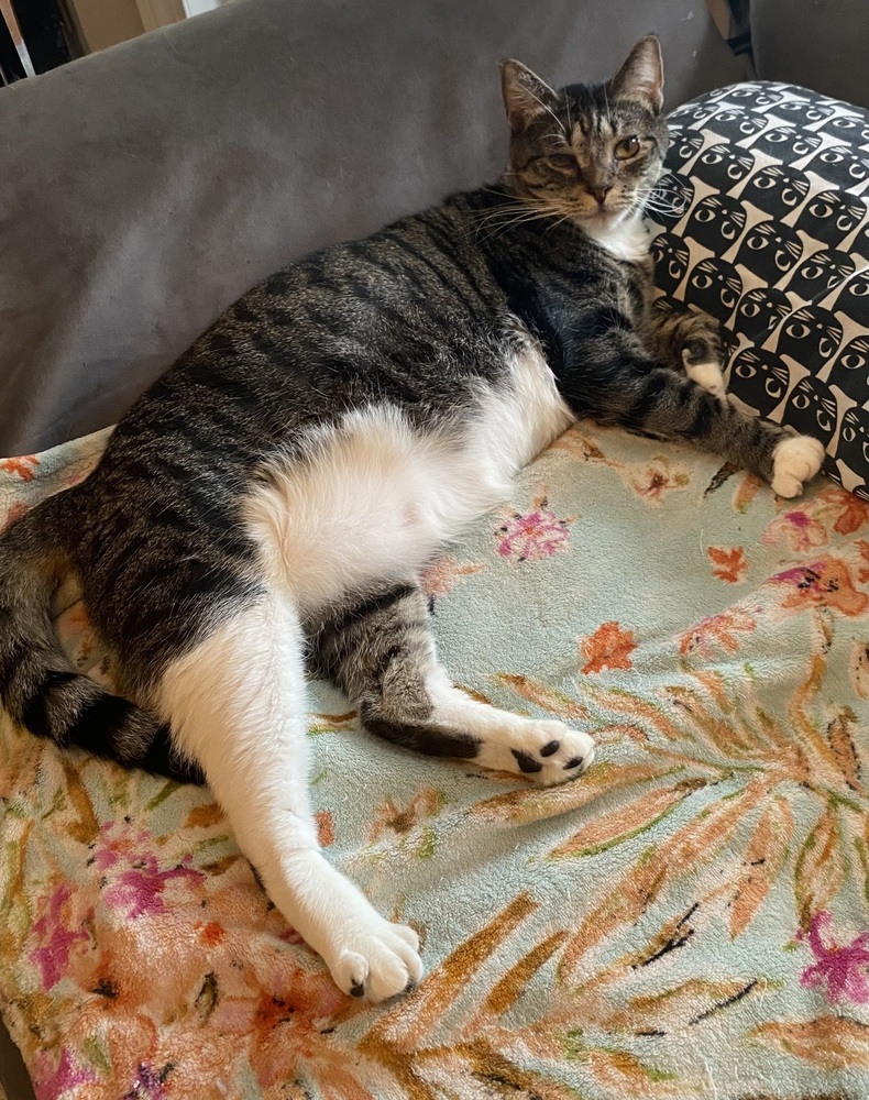 Bilbo