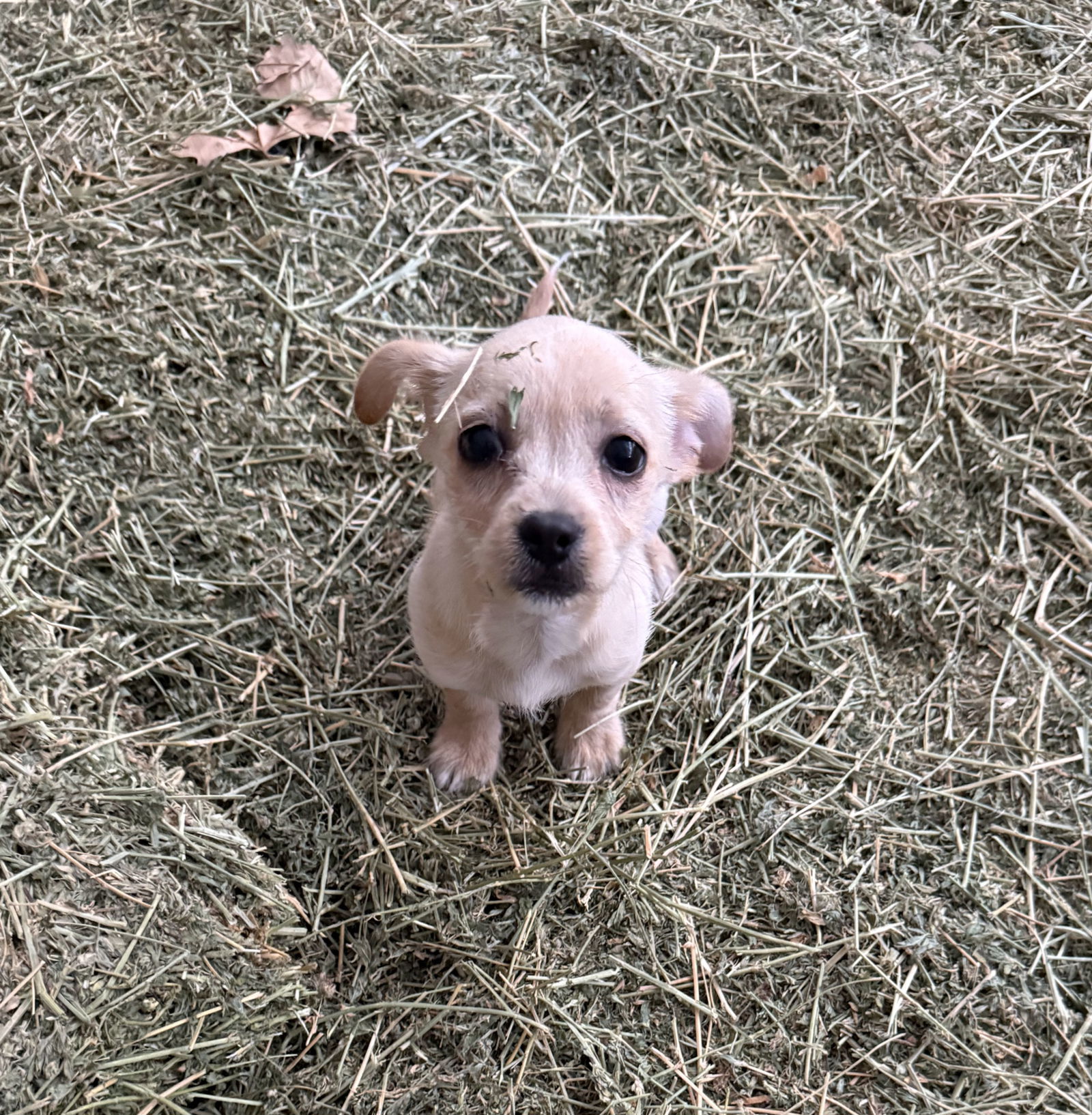 Mateo