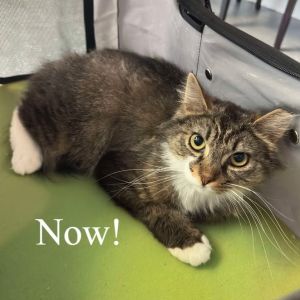 Toby, Adult Male unknown