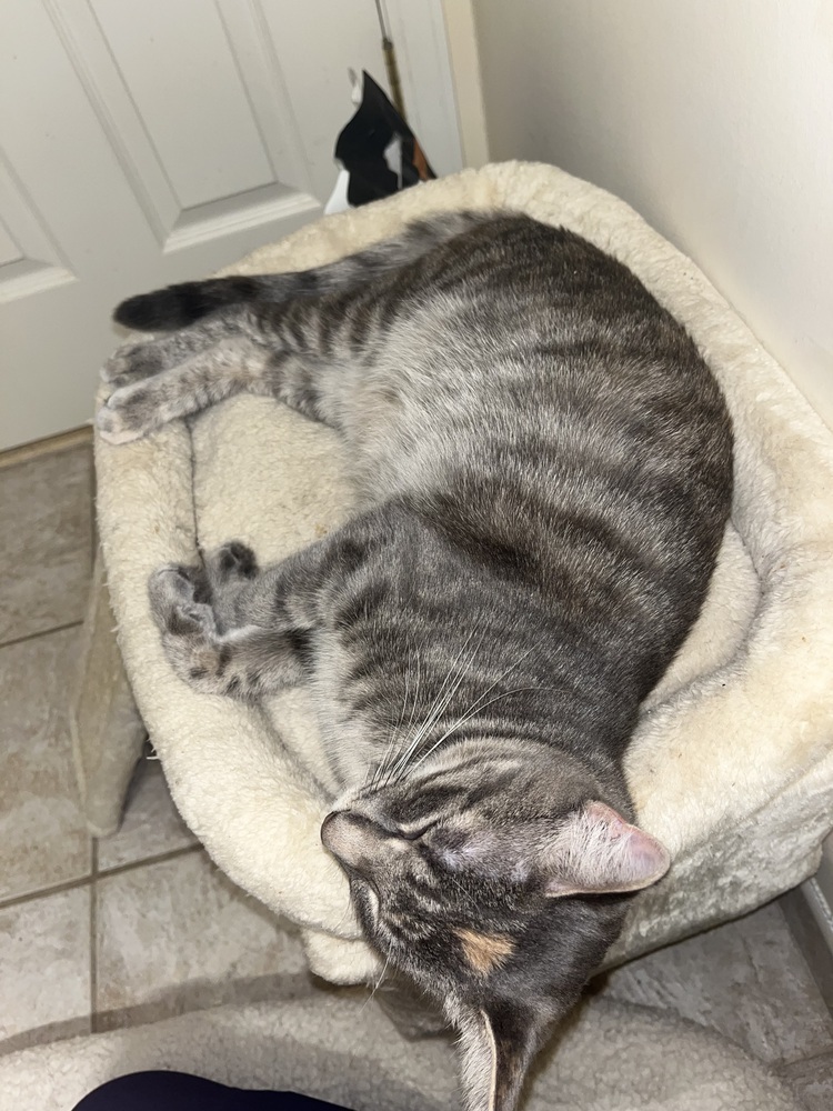 Tia