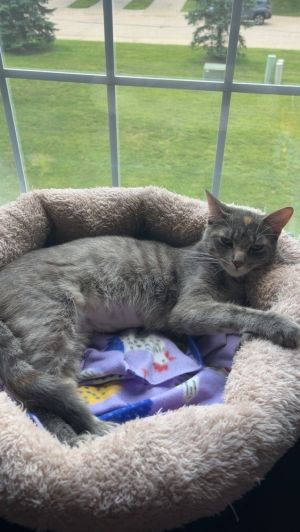 Tia, Young Female Domestic Short Hair